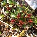 Salix rotundifolia. Red carpels.